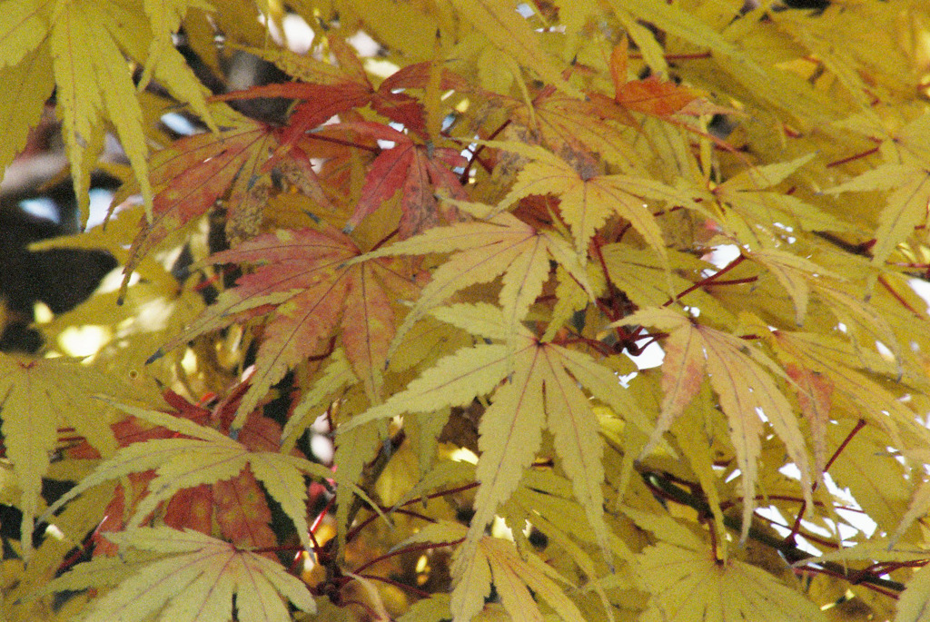 もみじ－紅葉－こうよう