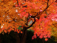 紅葉
