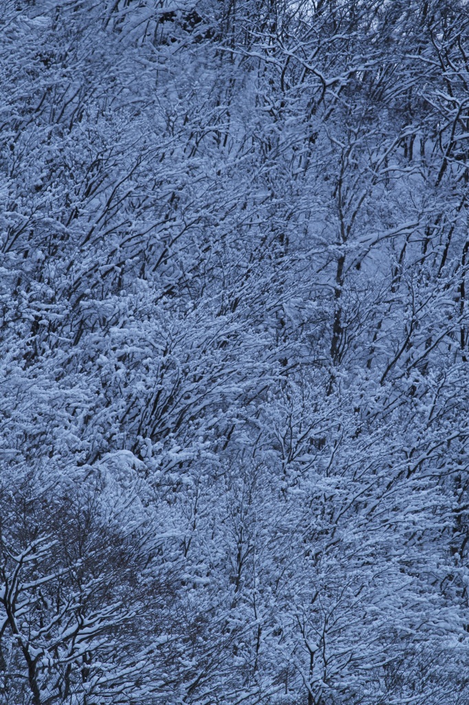 雪化粧