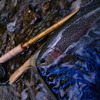 yugawa rainbow
