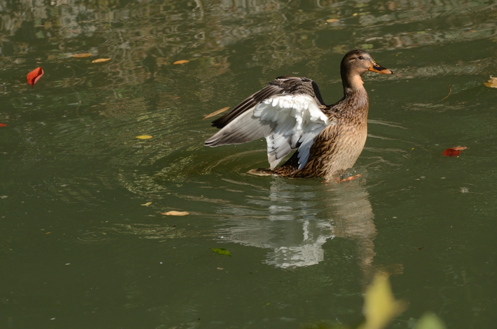 DSC_0852_01