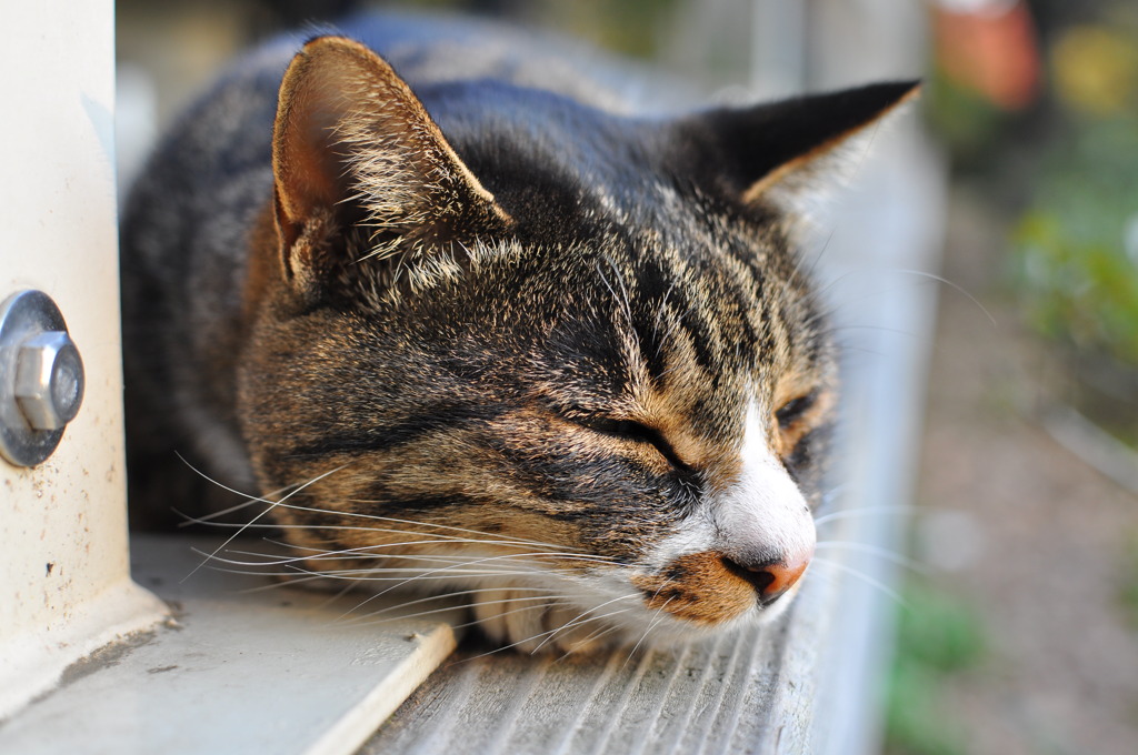 ｚｚｚ。。。