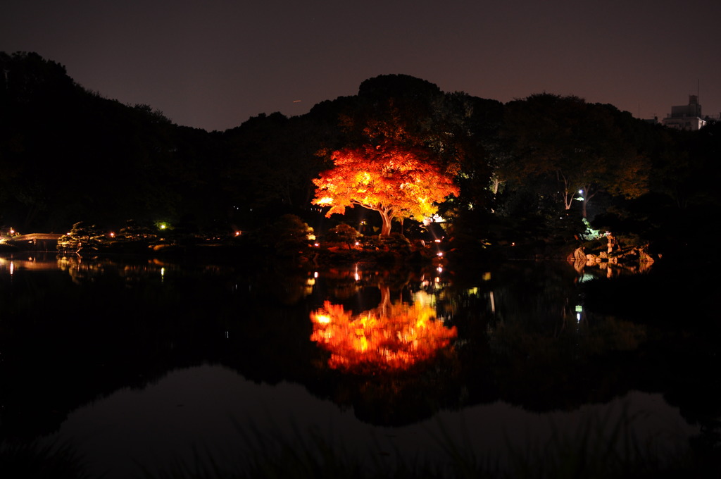 清澄庭園ライトアップ１