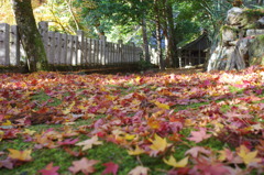 紅葉の錦　神のまにまに