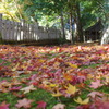 紅葉の錦　神のまにまに