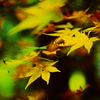 momiji