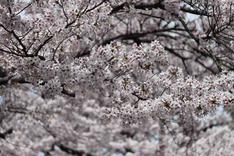 SAKURA