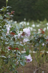 Rose garden
