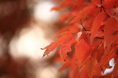 colored leaves