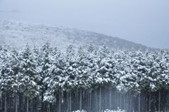 雪化粧