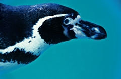 ペンギンの興味