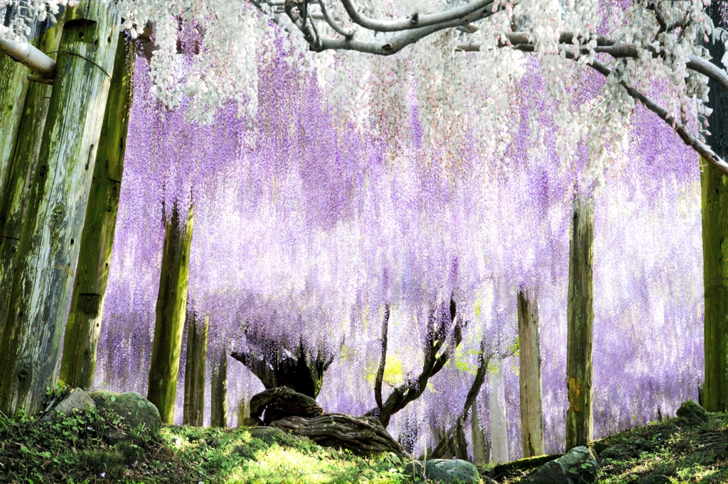 老木は静かに横たわり美しい花を咲かせていた