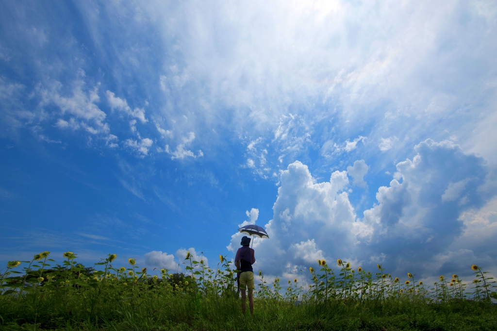 向日葵と入道雲