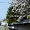 桜と人力車