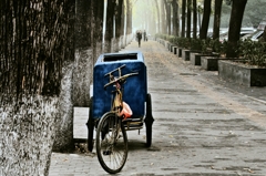 自転車とポプラ並木