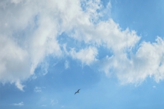 ・そして大空を舞った