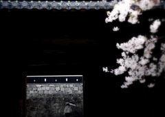 城門と桜