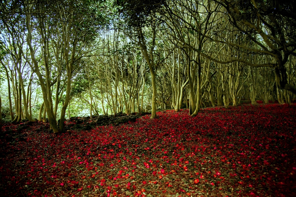 紅の夢