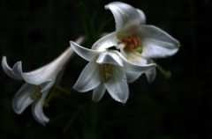 百合