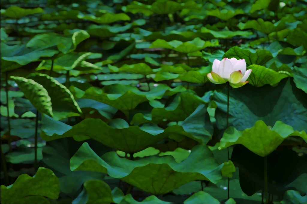lotus