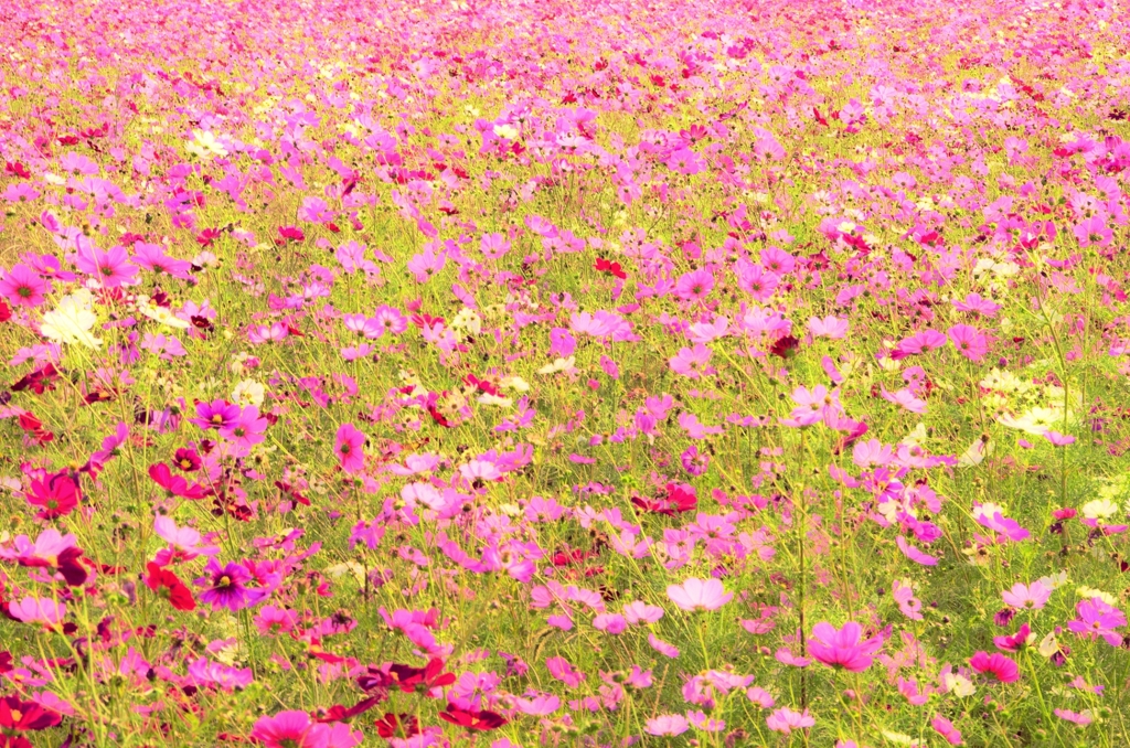 秋桜の唄が聞こえてきた