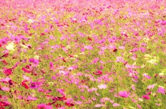 秋桜の唄が聞こえてきた