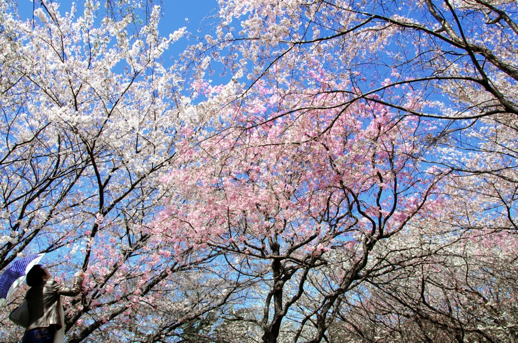 桜の園