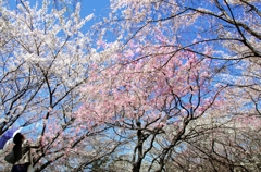 桜の園