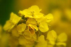 菜の花・・・ちょっとソフトフォーカスにしてみました