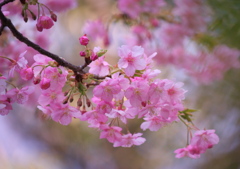 河津桜（その２）・・・うっとり