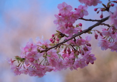 河津桜・・・池上本門寺にて