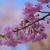 河津桜・・・池上本門寺にて