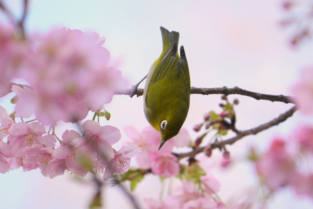 河津桜と逆さメジロ