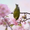 河津桜と逆さメジロ