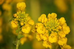 春色・・・菜の花