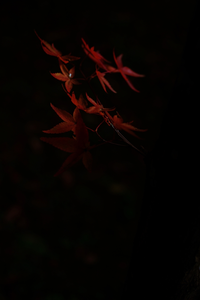 shadow