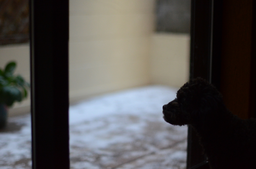 雪見犬