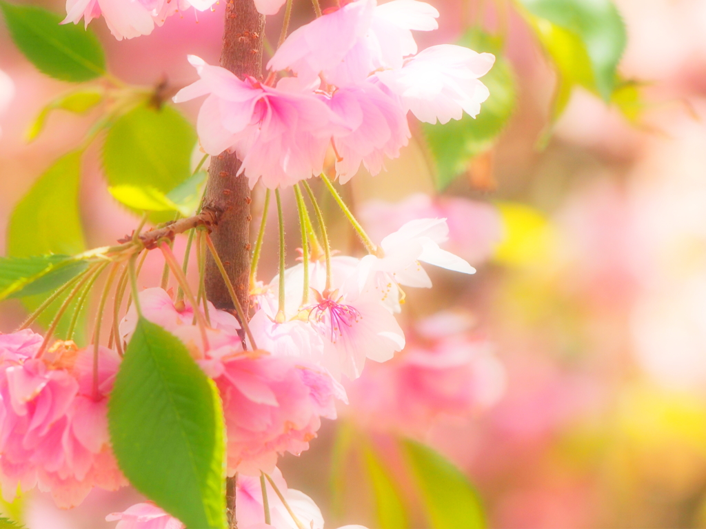 spring color Ⅰ