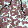 桜模様