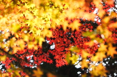 もみじ黄と紅