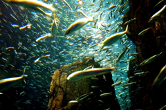 魚群
