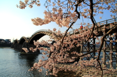 錦帯橋　～桜Ⅱ～