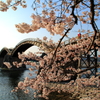錦帯橋　～桜Ⅱ～