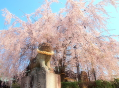 観音しだれ桜　Ⅱ