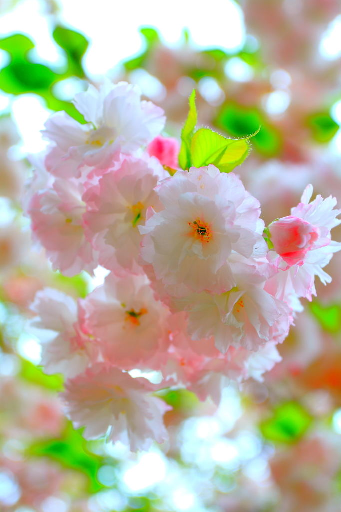 桜玉