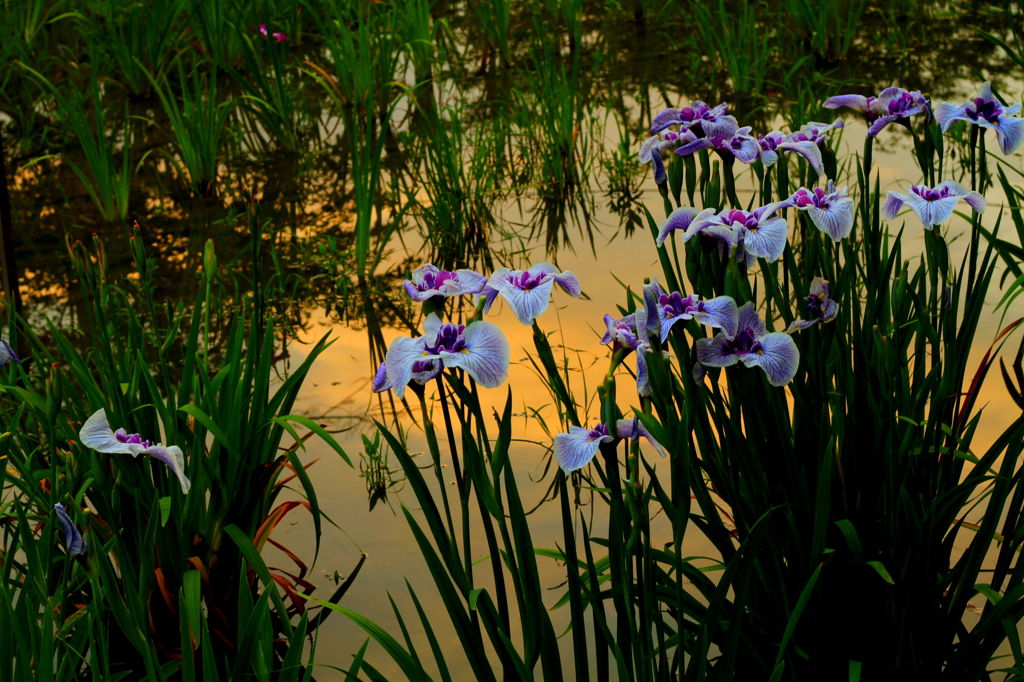 菖蒲　～夕暮れ時～