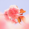 桜の季節