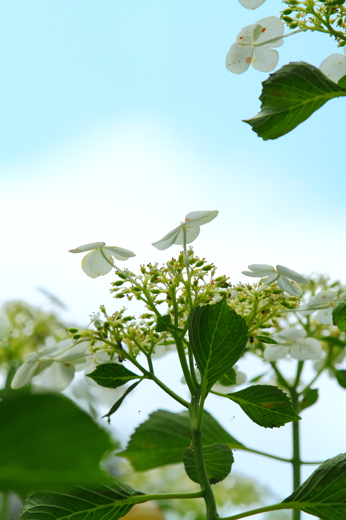 紫陽花Ⅱ