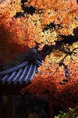 朝日のあたる頃