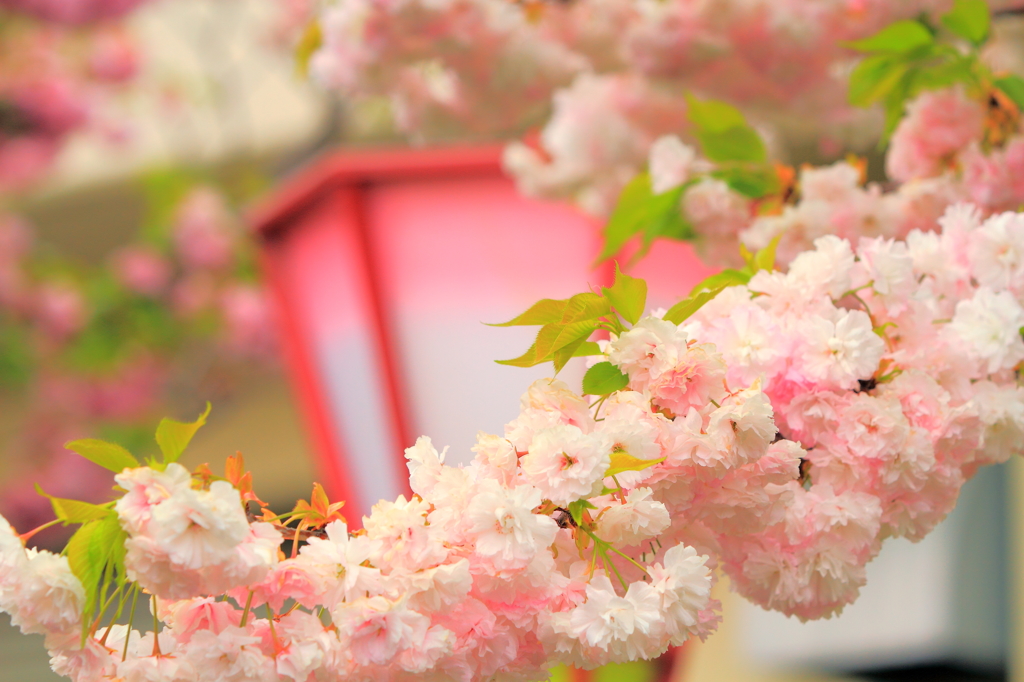 雪洞桜